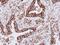 Major Histocompatibility Complex, Class II, DQ Beta 1 antibody, GTX113458, GeneTex, Immunohistochemistry paraffin image 