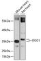 N-glycosylase/DNA lyase antibody, 15-228, ProSci, Western Blot image 