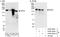 FGR Proto-Oncogene, Src Family Tyrosine Kinase antibody, A300-345A, Bethyl Labs, Immunoprecipitation image 