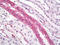 Aquaporin 3 (Gill Blood Group) antibody, TA316546, Origene, Immunohistochemistry frozen image 