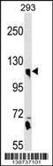 Calsyntenin 1 antibody, 60-218, ProSci, Western Blot image 