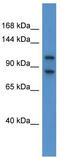 NBR1 Autophagy Cargo Receptor antibody, TA335659, Origene, Western Blot image 