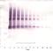Nanog Homeobox antibody, AP01140BT-S, Origene, Western Blot image 