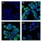 Cytokeratin Pan  antibody, NBP2-33200, Novus Biologicals, Immunofluorescence image 