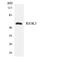 RIO Kinase 3 antibody, LS-C200605, Lifespan Biosciences, Western Blot image 