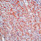 Stromelysin-3 antibody, LS-C87433, Lifespan Biosciences, Immunohistochemistry frozen image 