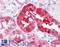 Ring Finger Protein 144B antibody, LS-B4550, Lifespan Biosciences, Immunohistochemistry frozen image 