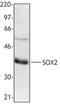 SRY-Box 2 antibody, LS-B1901, Lifespan Biosciences, Western Blot image 