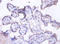 SED1 antibody, A53057-100, Epigentek, Immunohistochemistry paraffin image 