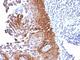 Keratin 18 antibody, V2676IHC-7ML, NSJ Bioreagents, Immunohistochemistry frozen image 