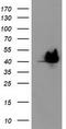Hsp70-binding protein 1 antibody, CF503467, Origene, Western Blot image 