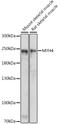 MyHC-IIb antibody, 15-968, ProSci, Western Blot image 