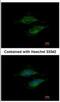 Mitochondrial Ribosomal Protein S23 antibody, NBP2-19411, Novus Biologicals, Immunocytochemistry image 