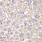 Sterol O-Acyltransferase 1 antibody, LS-C748331, Lifespan Biosciences, Immunohistochemistry frozen image 