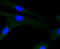 Mitogen-Activated Protein Kinase 8 antibody, STJ112966, St John