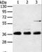 Ankyrin repeat domain-containing protein 1 antibody, LS-C401248, Lifespan Biosciences, Western Blot image 