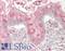C1q And TNF Related 7 antibody, LS-B13734, Lifespan Biosciences, Immunohistochemistry paraffin image 