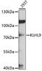 Kelch Like Family Member 9 antibody, GTX65557, GeneTex, Western Blot image 