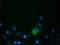 B7 antibody, TA501578, Origene, Immunofluorescence image 