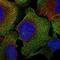 Chromosome 16 Open Reading Frame 74 antibody, NBP2-14680, Novus Biologicals, Immunofluorescence image 