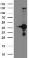 Ribosomal Protein S6 Kinase C1 antibody, MA5-27060, Invitrogen Antibodies, Western Blot image 