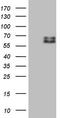 Sulfite oxidase, mitochondrial antibody, CF806247, Origene, Western Blot image 