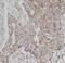 Cadherin 26 antibody, FNab01549, FineTest, Immunohistochemistry frozen image 