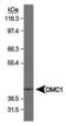 DNA Meiotic Recombinase 1 antibody, MA1-16547, Invitrogen Antibodies, Western Blot image 