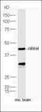 Histamine Receptor H4 antibody, orb312266, Biorbyt, Western Blot image 