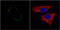 c-met antibody, GTX100637, GeneTex, Immunofluorescence image 