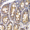 SPARC antibody, LS-C331587, Lifespan Biosciences, Immunohistochemistry frozen image 