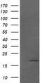 Cancer/Testis Antigen 1B antibody, LS-C174394, Lifespan Biosciences, Western Blot image 