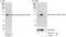 DNA replication licensing factor MCM2 antibody, NB100-2339, Novus Biologicals, Western Blot image 