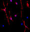 Oligodendrocyte Transcription Factor 1 antibody, A06108-1, Boster Biological Technology, Immunofluorescence image 