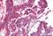 Prostaglandin E Synthase antibody, NB110-39057, Novus Biologicals, Immunohistochemistry paraffin image 