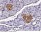 Granulin Precursor antibody, 50396-RP02, Sino Biological, Immunohistochemistry paraffin image 