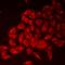 Lysozyme-like protein 6 antibody, orb411816, Biorbyt, Immunofluorescence image 