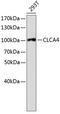 Chloride Channel Accessory 4 antibody, GTX57236, GeneTex, Western Blot image 