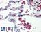 Interferon regulatory factor 7 antibody, LS-B2945, Lifespan Biosciences, Immunohistochemistry frozen image 