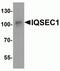 IQ Motif And Sec7 Domain 1 antibody, NBP2-81958, Novus Biologicals, Western Blot image 