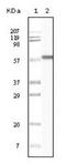 Keratin 1 antibody, NB110-89450, Novus Biologicals, Western Blot image 