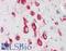 Ribosomal Protein S12 antibody, LS-B9618, Lifespan Biosciences, Immunohistochemistry paraffin image 