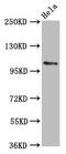 Peptidylglycine Alpha-Amidating Monooxygenase antibody, CSB-PA017417LA01HU, Cusabio, Western Blot image 