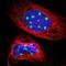 Protein OS-9 antibody, NBP1-84803, Novus Biologicals, Immunofluorescence image 