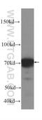 Optineurin antibody, 60293-1-Ig, Proteintech Group, Western Blot image 