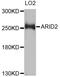 AT-Rich Interaction Domain 2 antibody, A8601, ABclonal Technology, Western Blot image 