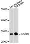 Rogdi Atypical Leucine Zipper antibody, A11541, Boster Biological Technology, Western Blot image 