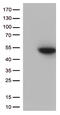 Cyclin Dependent Kinase 15 antibody, TA811934, Origene, Western Blot image 
