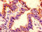 Fc Fragment Of IgG Receptor And Transporter antibody, LS-C285500, Lifespan Biosciences, Immunohistochemistry frozen image 