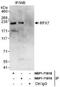 Regulatory Factor X7 antibody, NBP1-71818, Novus Biologicals, Immunoprecipitation image 